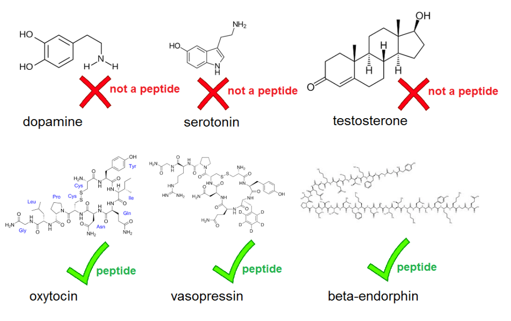Эндорфин 6. Эндорфины серотонин дофамин и окситоцин. Адреналин дофамин серотонин окситоцин и вазопрессин. Дофамин серотонин тестостерон. Окситоцин адреналин дофамин.